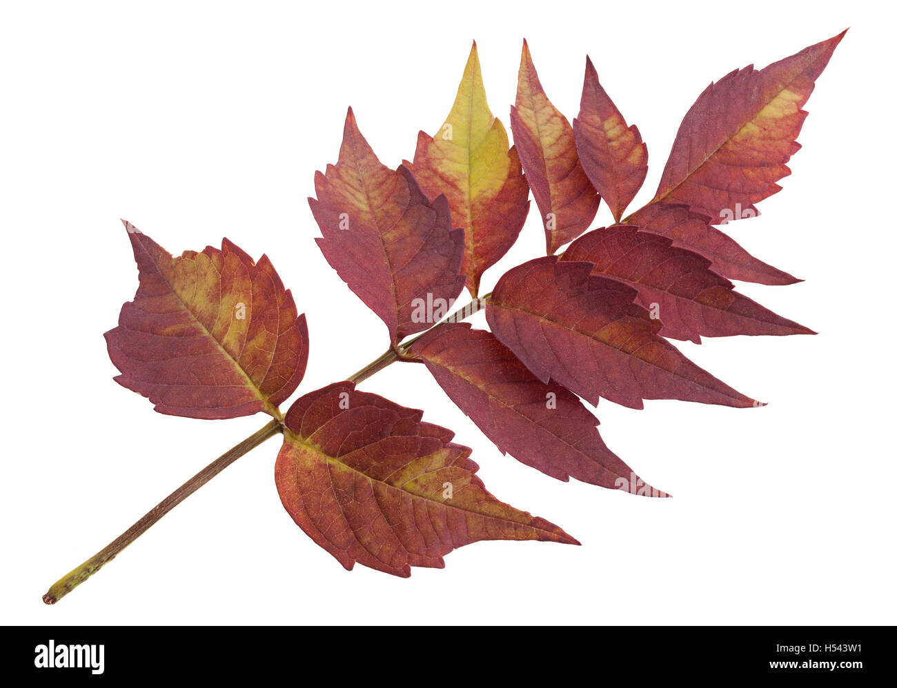 Tromba superriduttore autumn leaf closeup isolato su bianco Foto Stock