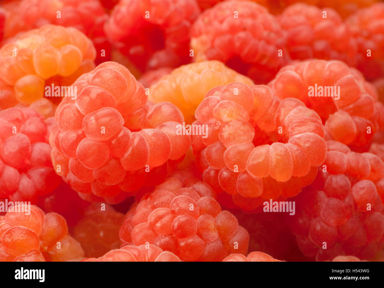 Rose frutta Lampone closeup visualizzare lo sfondo Foto Stock