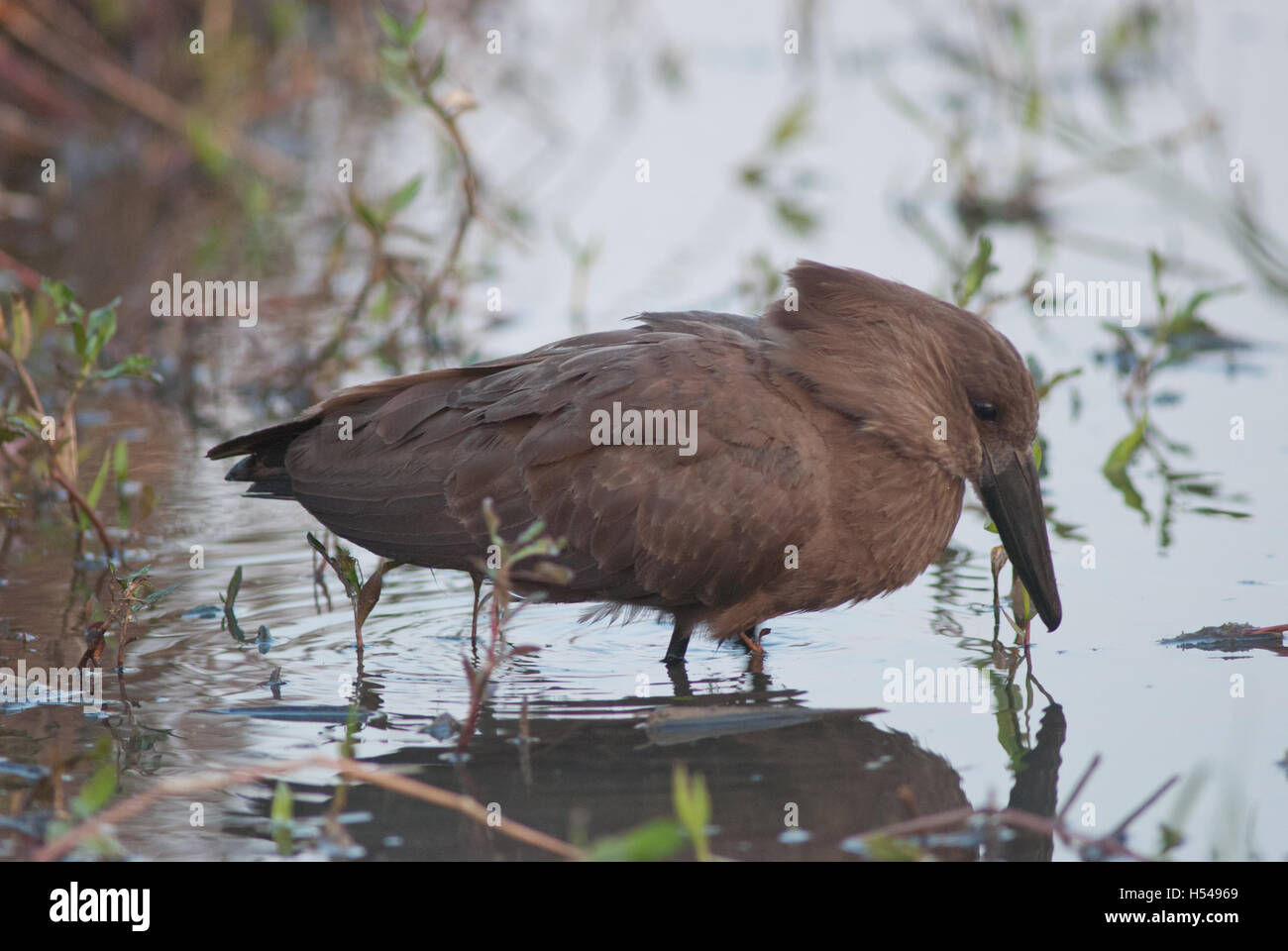 Hamerkop, Scopus umbretta Foto Stock