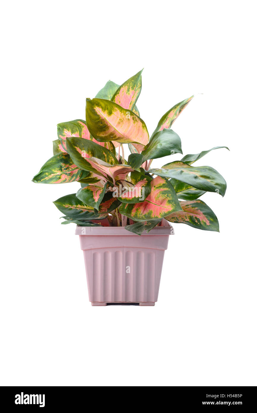 Aglaonema modestum in vaso quadrato isolato rosa su sfondo bianco. Foto Stock