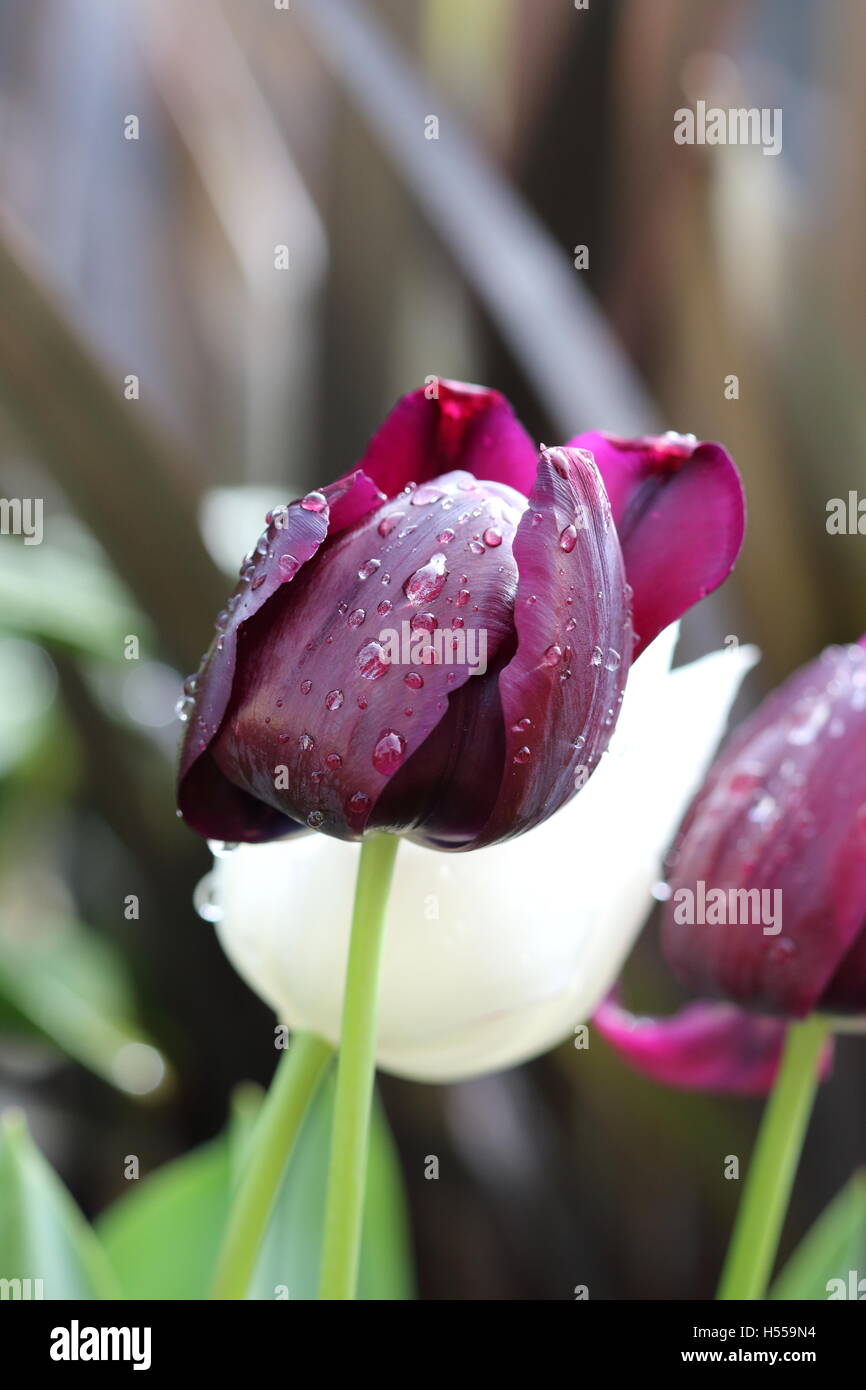 Homegrown bianco e nero tulip noto anche come Regina della Notte Foto Stock