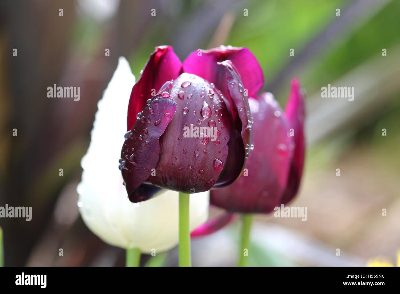 Homegrown bianco e nero tulip noto anche come Regina della Notte Foto Stock