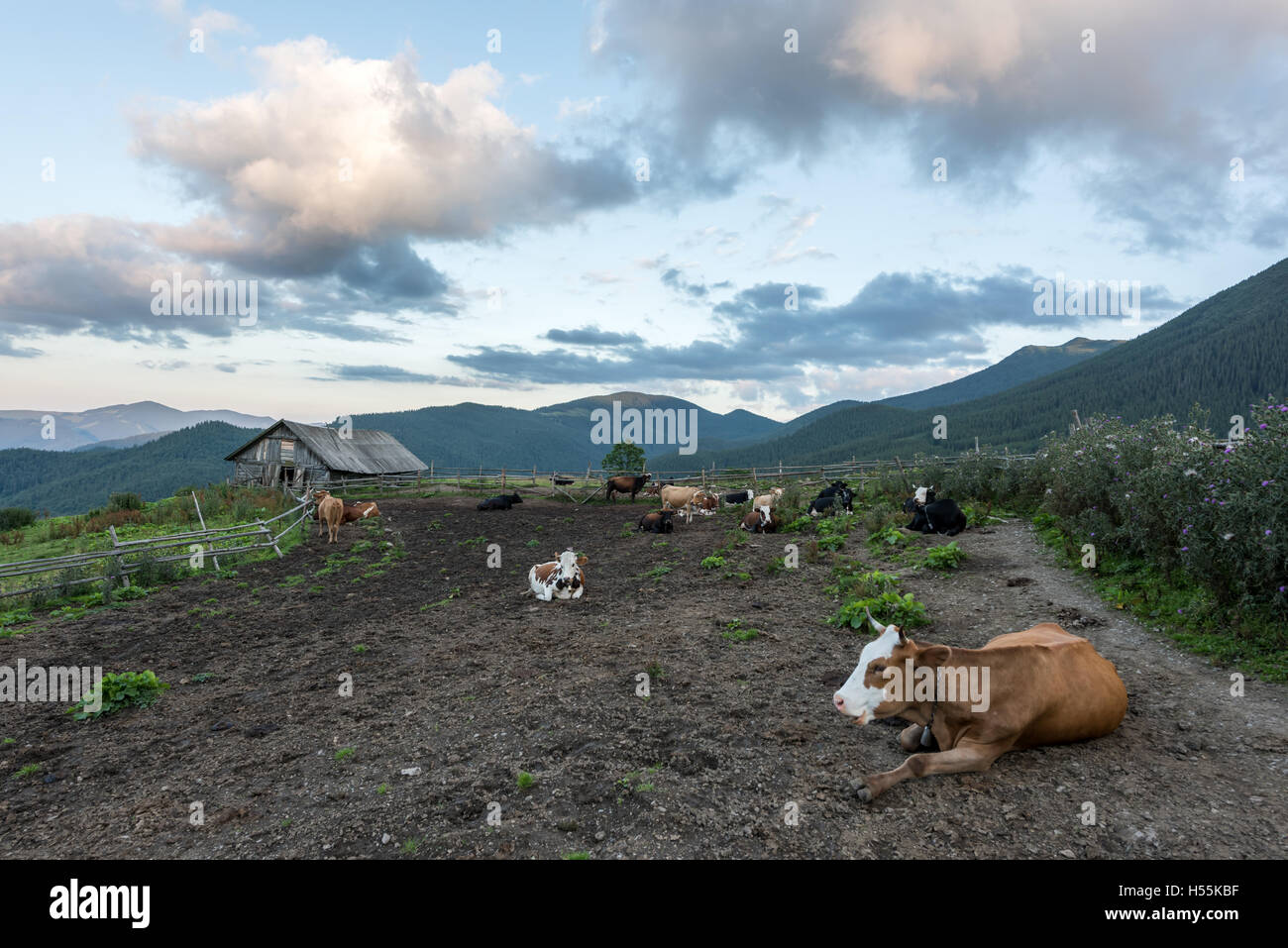 Mucche al pascolo in montagna Foto Stock