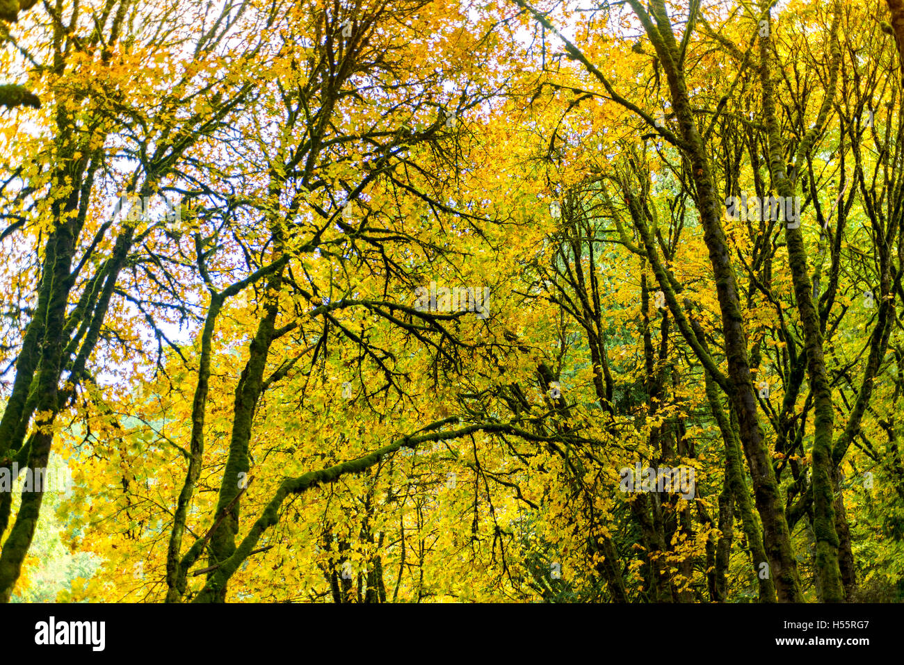 Goldstream Provincial Park Series - Splendida Golden maple Vally nel parco 9 Foto Stock