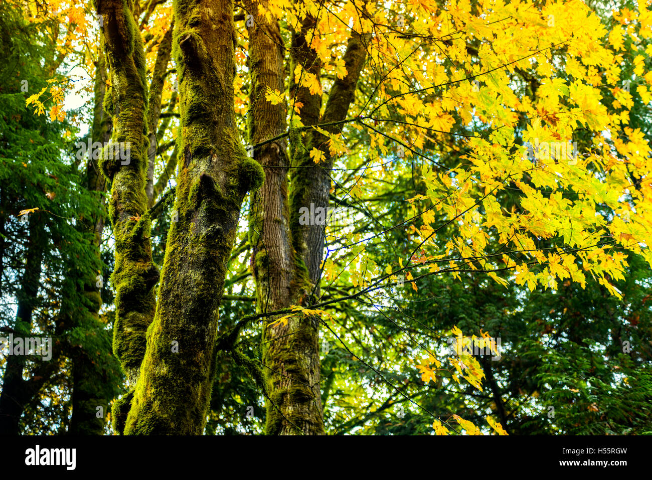 Goldstream Provincial Park Series - Splendida Golden maple Vally nel parco 8 Foto Stock