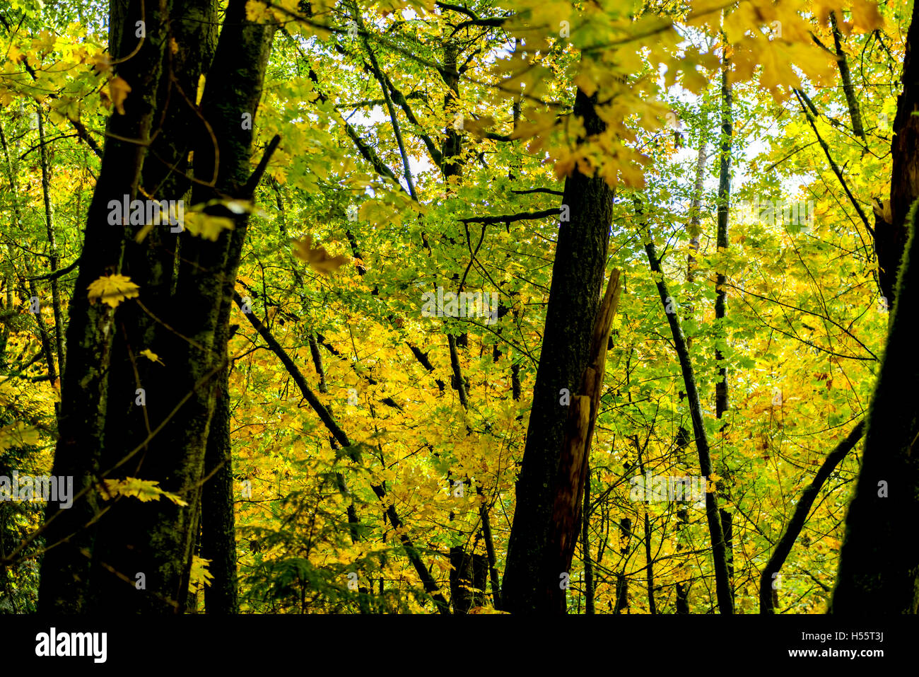 Goldstream Provincial Park Series - Incredibile Golden foglie di acero nel parco 9 Foto Stock