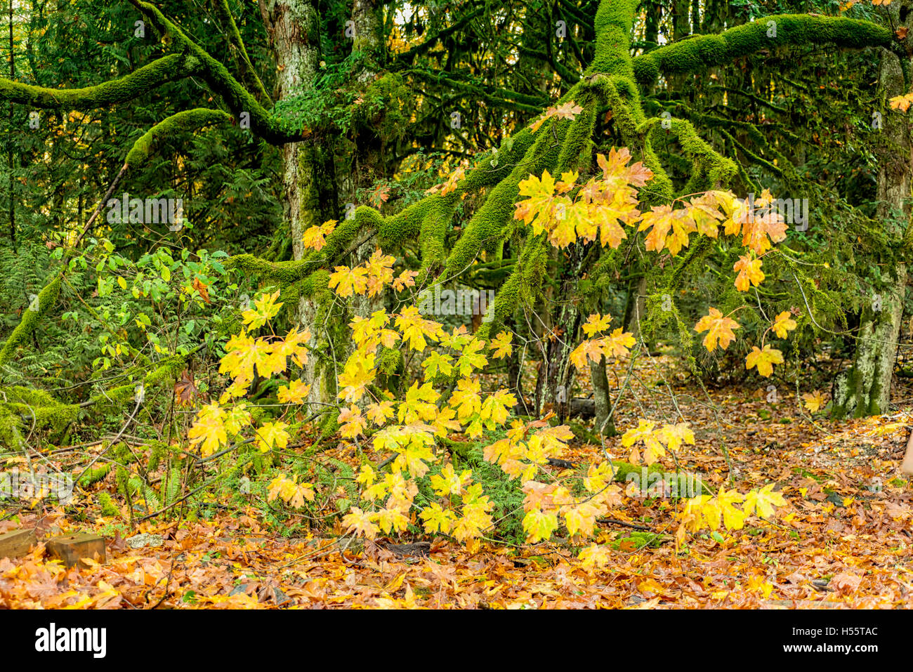 Goldstream Provincial Park Series - Incredibile Golden foglie di acero nel parco 2 Foto Stock