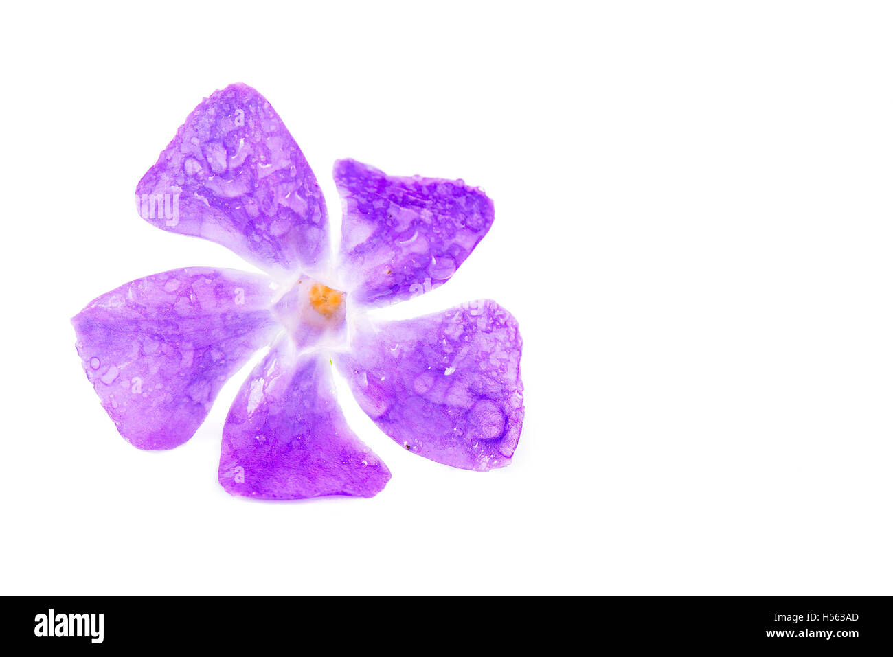 Viola con petali di bagnato su sfondo bianco a destra dello spazio per la grafica Foto Stock