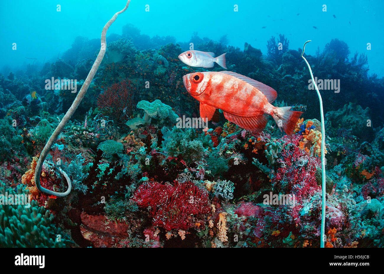 Coral reef con Bigeyes (Priacanthus hamrur), Waktobi, Celebes Mare, Sulawesi, Indonesia Foto Stock