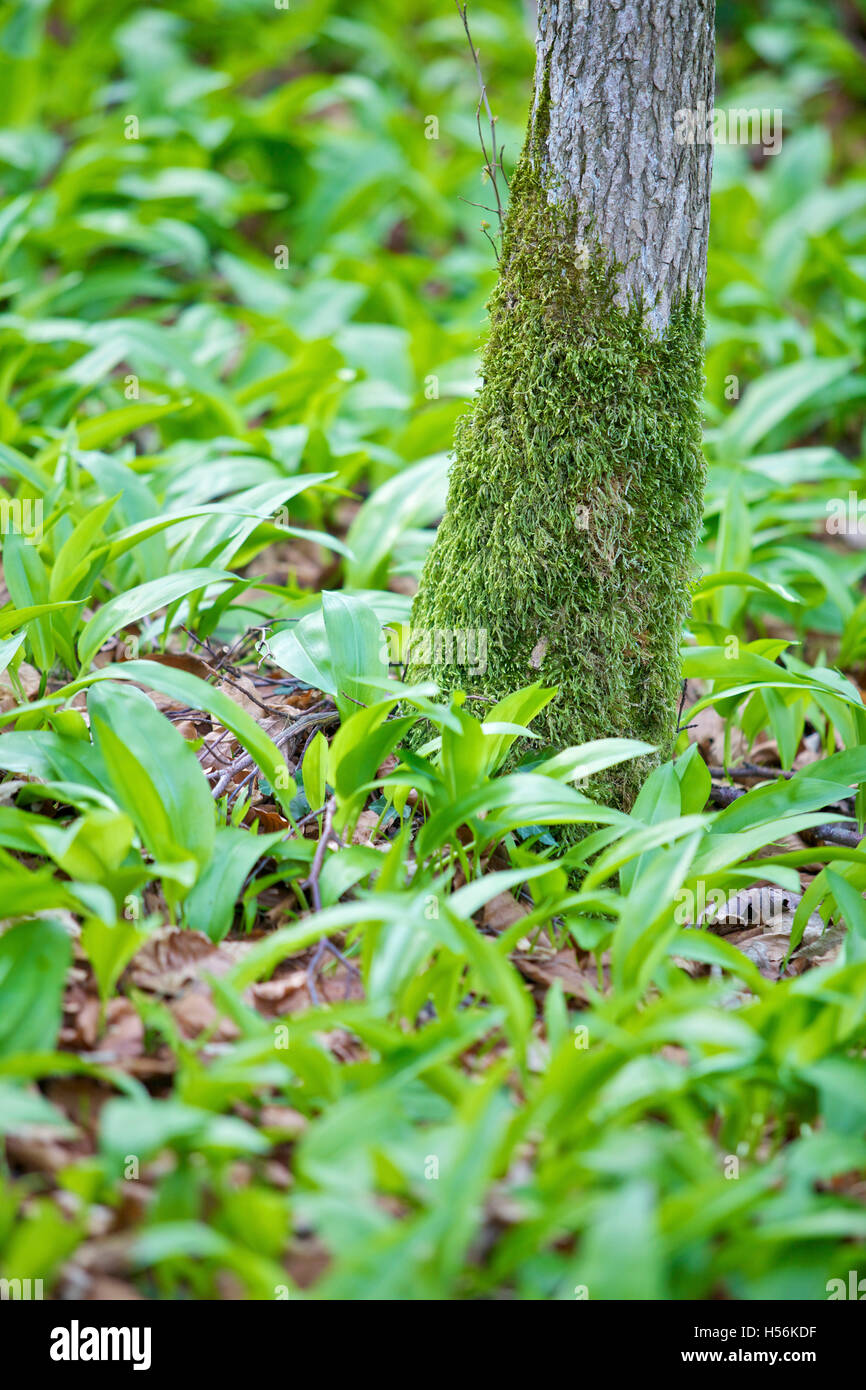 Ramsons fresca (Allium ursinum) e un mossy tronco di albero Foto Stock