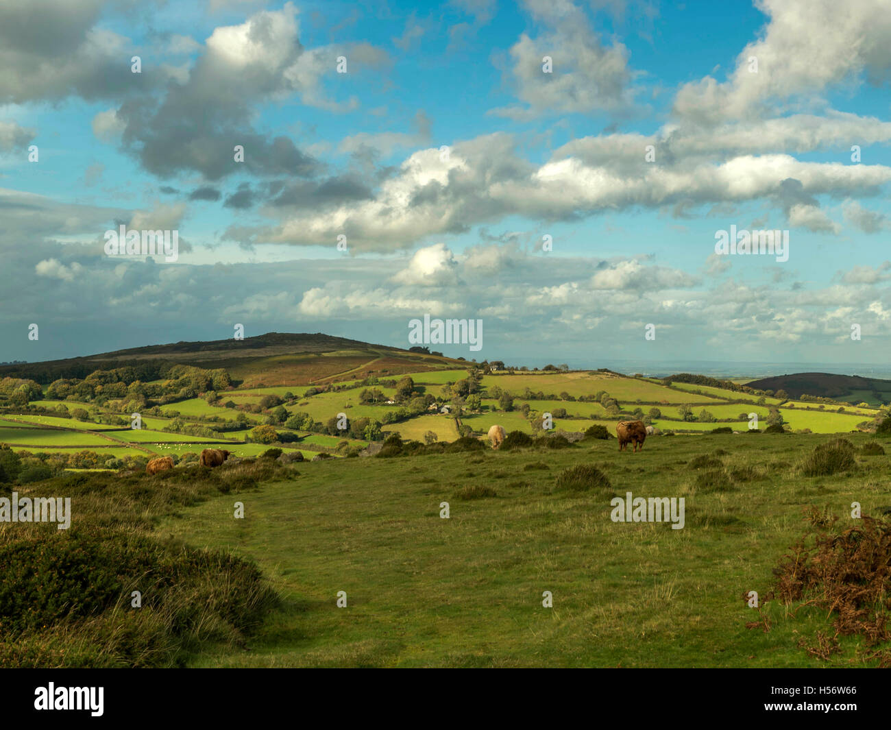Highland pascolo del bestiame in habitat naturale in una splendida giornata estiva vicino Lettaford sul Parco Nazionale di Dartmoor, Devon Foto Stock