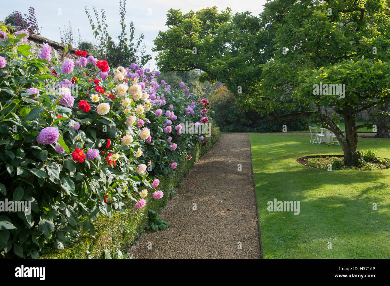 Rousham Casa e giardino Dahlia confine in autunno. Oxfordshire, Inghilterra Foto Stock