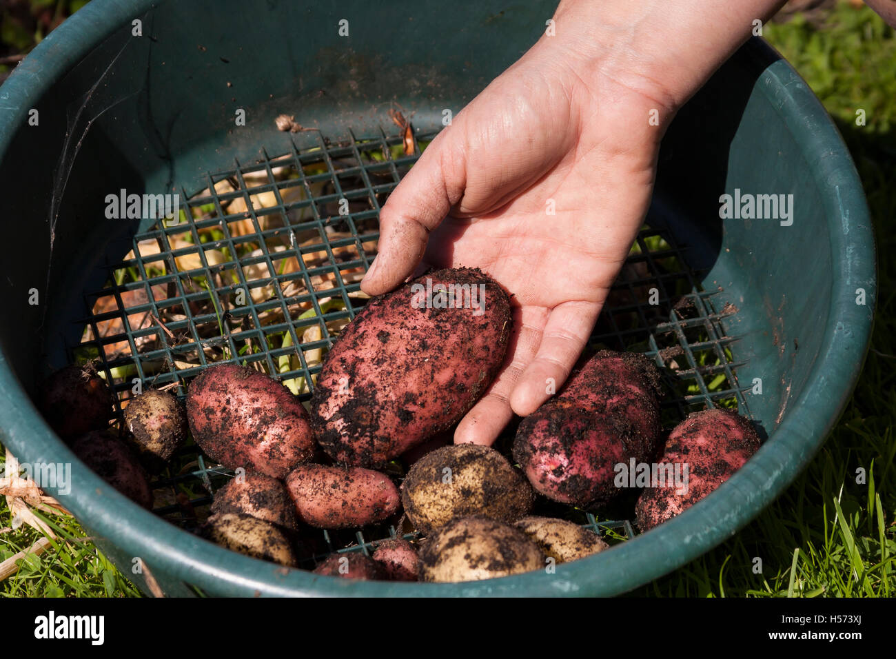 Organico raccolto di patate Foto Stock