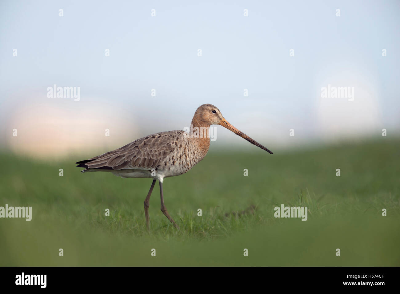 Godwit dalla coda nera ( Limosa limosa) adulto in abito da riproduzione in cerca di cibo, su un vasto prato, basso punto di vista, fauna selvatica, Europa. Foto Stock