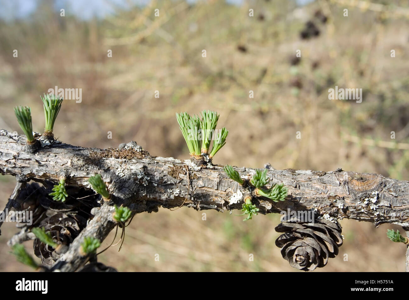 Larix sibirica, larice siberiano branch a molla Foto Stock