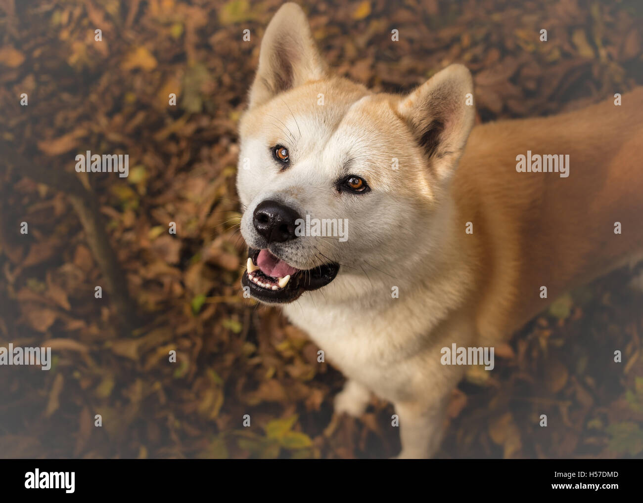 Cane giapponese Akita Inu cercando Foto Stock