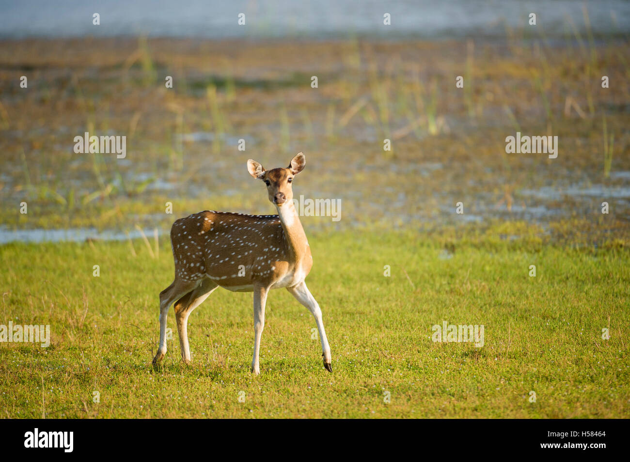 Avvistato cervi, asse asse, Wilpattu National Park, Sri Lanka Foto Stock