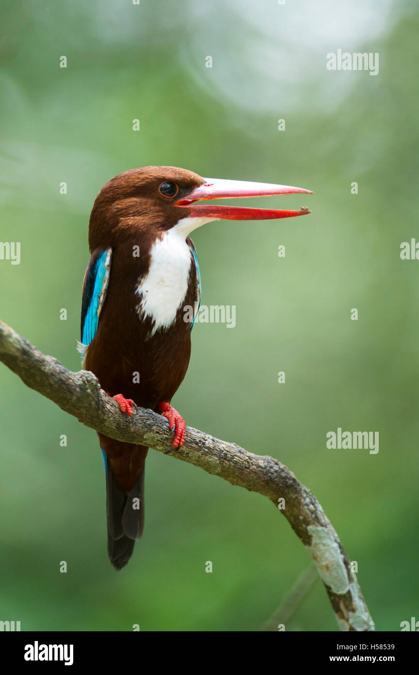 Bianco-throated kingfisher, Halcyon smyrnensis, Wilpattu National Park, Sri Lanka Foto Stock