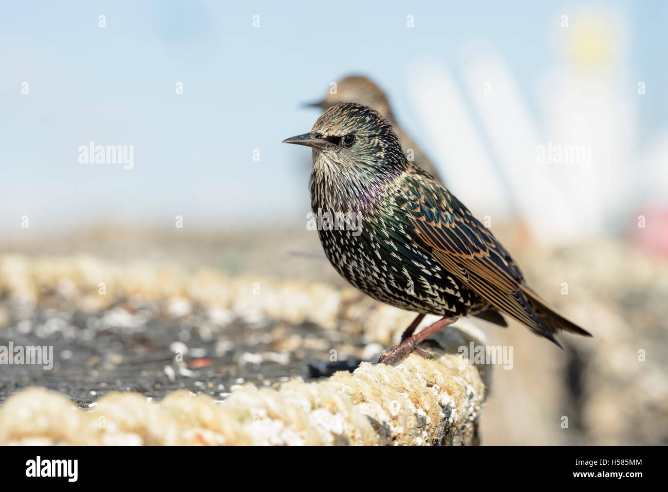 Per gli storni comune (Sturnus vulgaris) arroccato su un astice/cantra di granchio, Mudeford Quay, Chrischurch Harbour, Dorset, England, Regno Unito Foto Stock