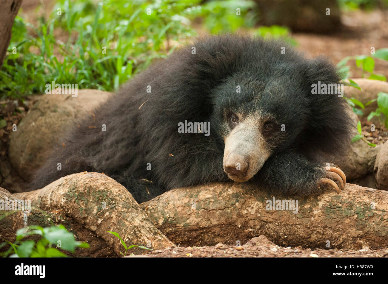 Sloth bear (Melursus ursinus), Sri Lanka Foto Stock