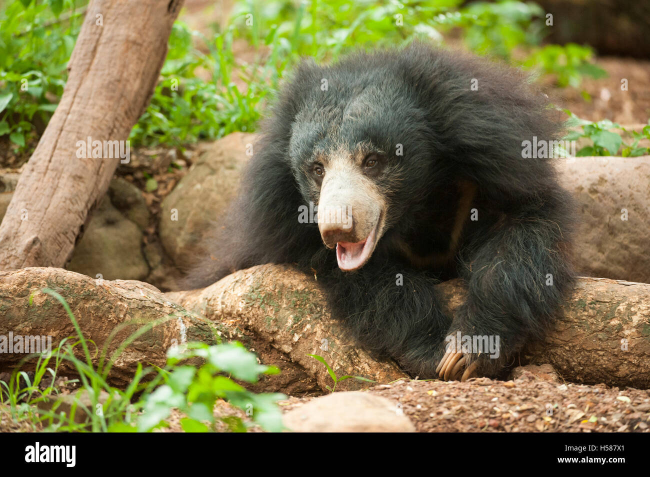 Sloth bear (Melursus ursinus), Sri Lanka Foto Stock