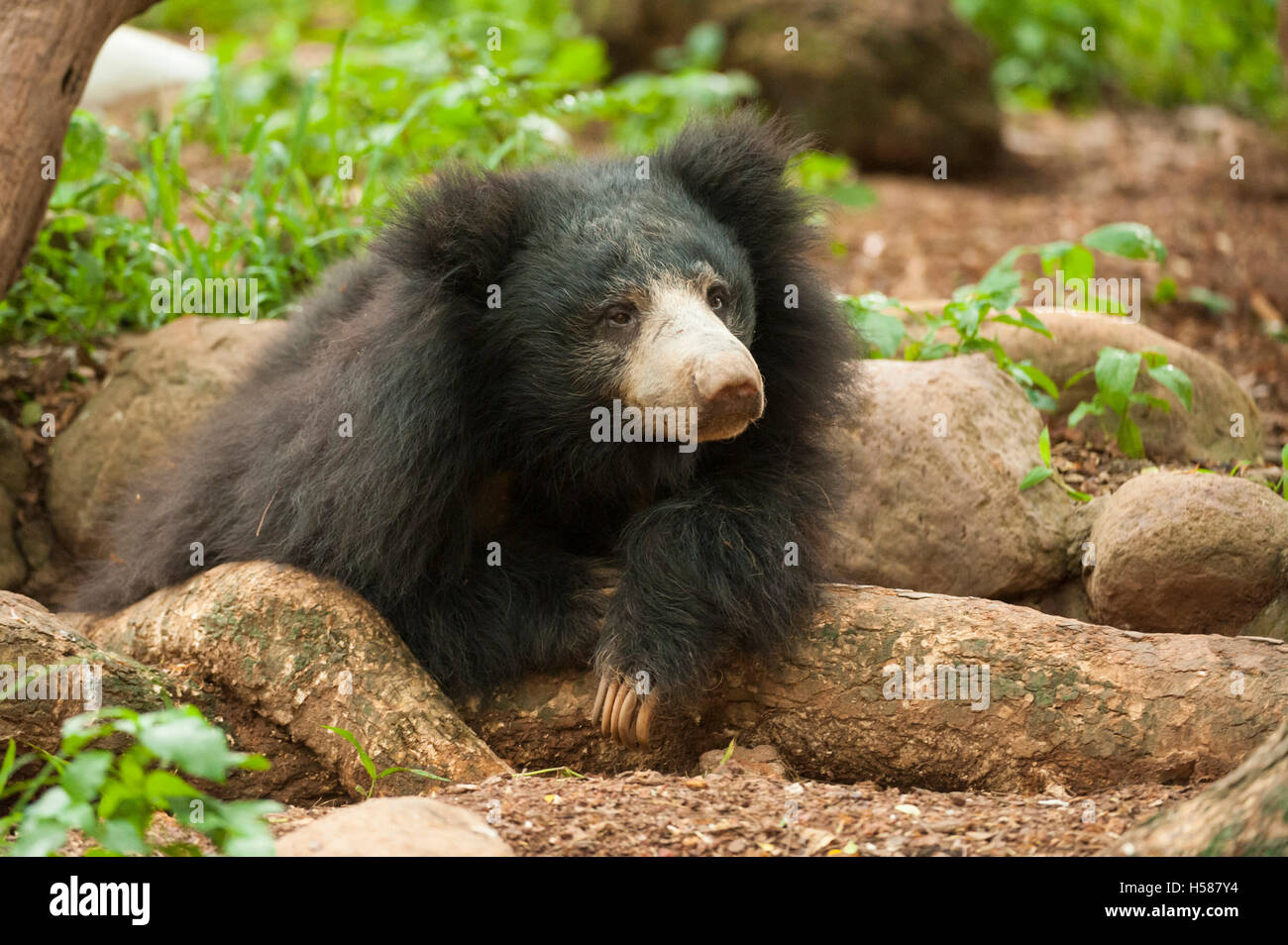 Sloth bear (Melursus ursinus), Sri Lanka Foto Stock