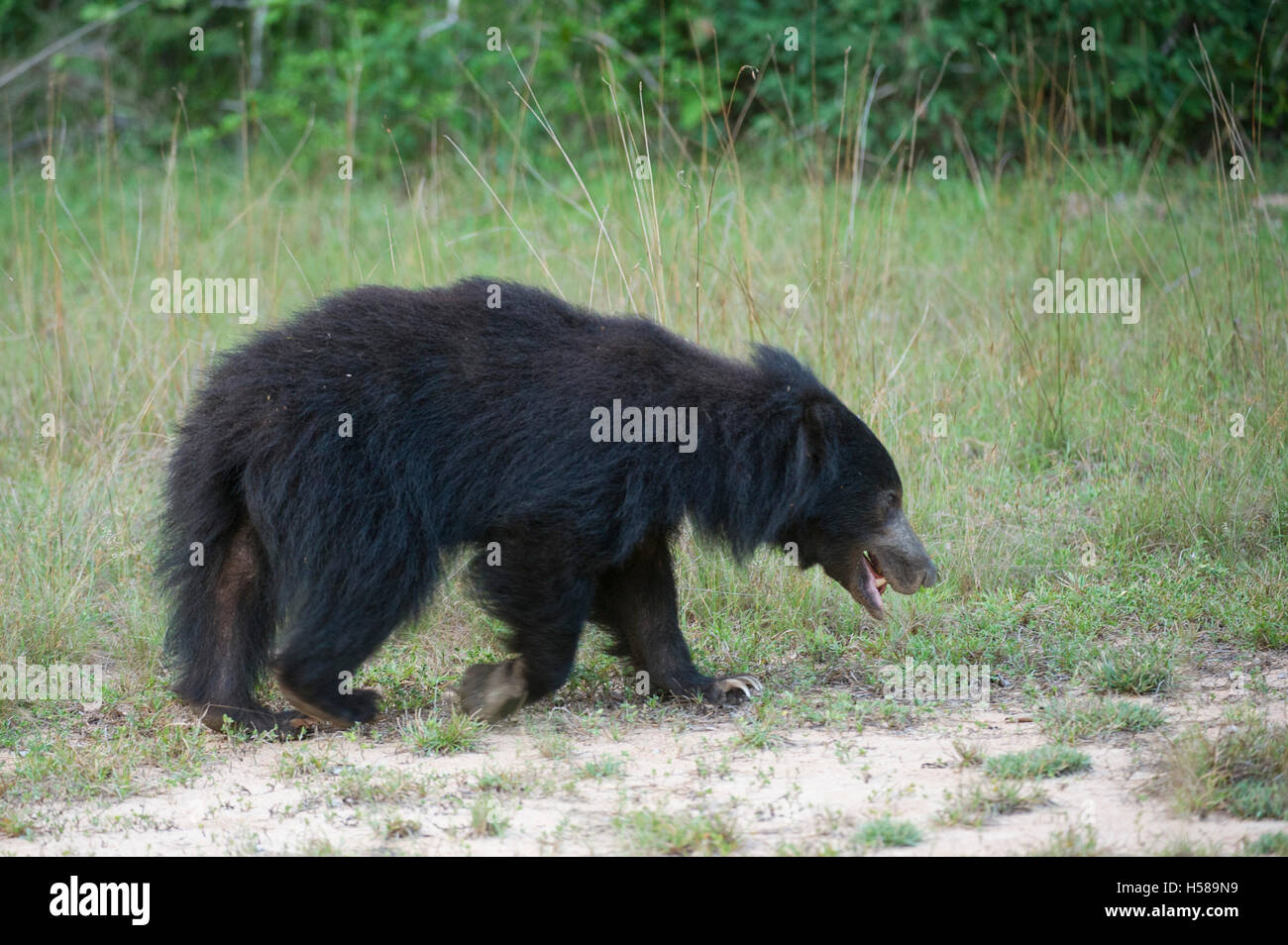 Sloth bear (Melursus ursinus), Wilpattu National Park, Sri Lanka Foto Stock