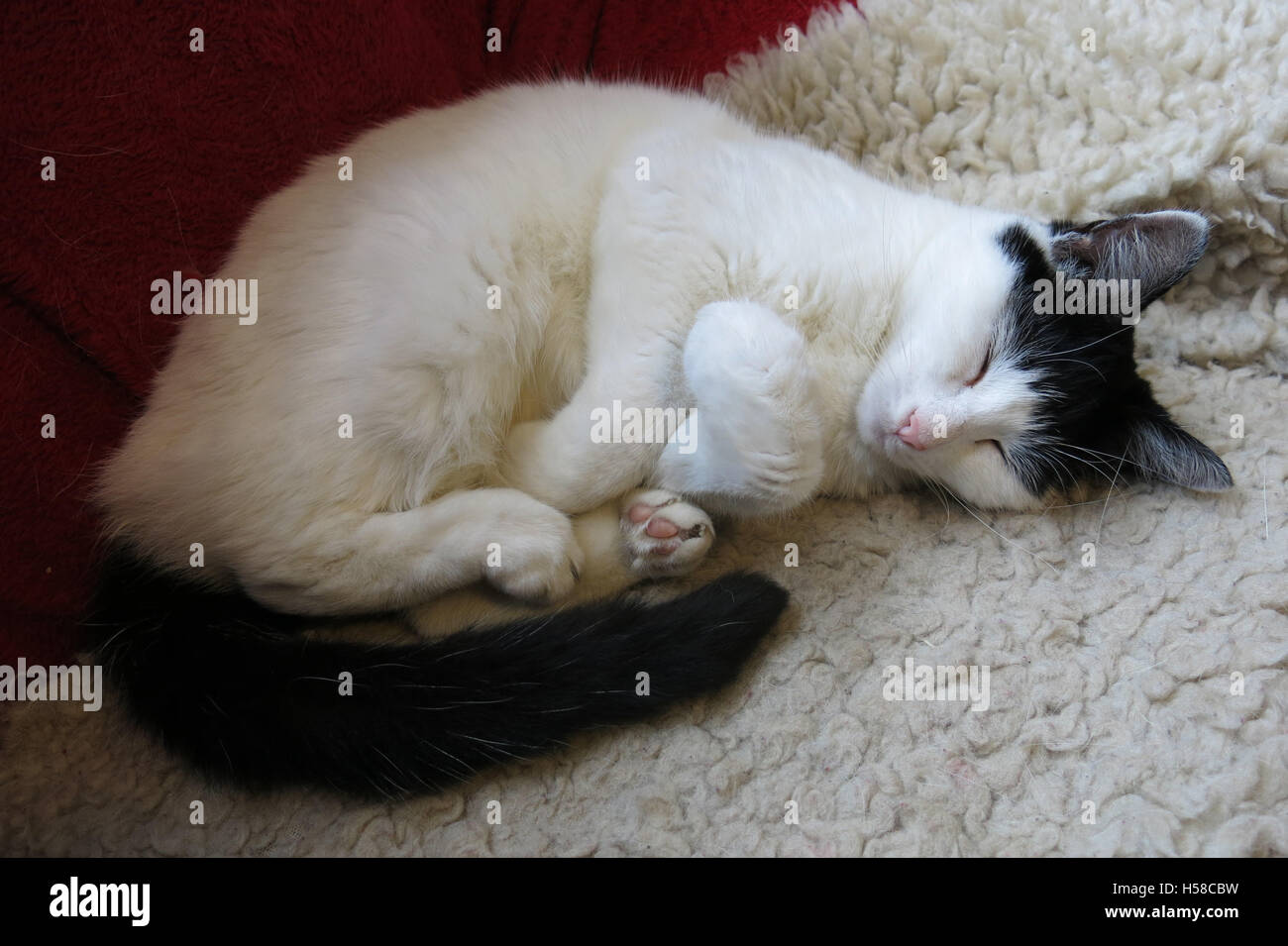 Gatto che dorme Foto Stock
