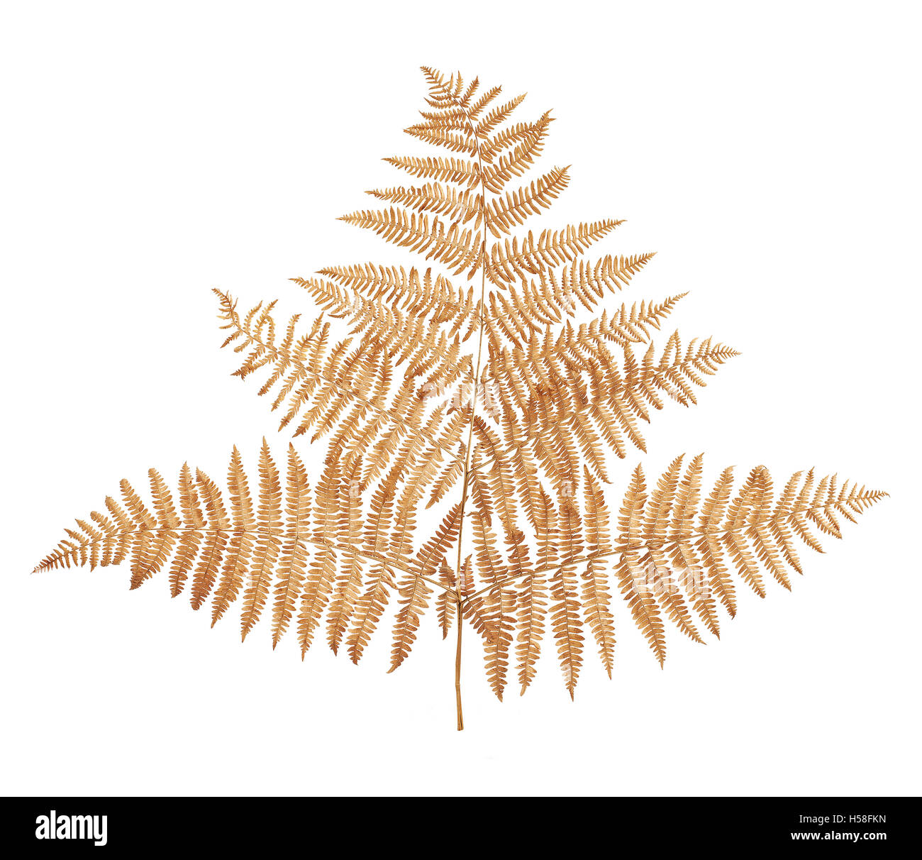 Ramo di felce essiccato isolata contro uno sfondo bianco Foto Stock