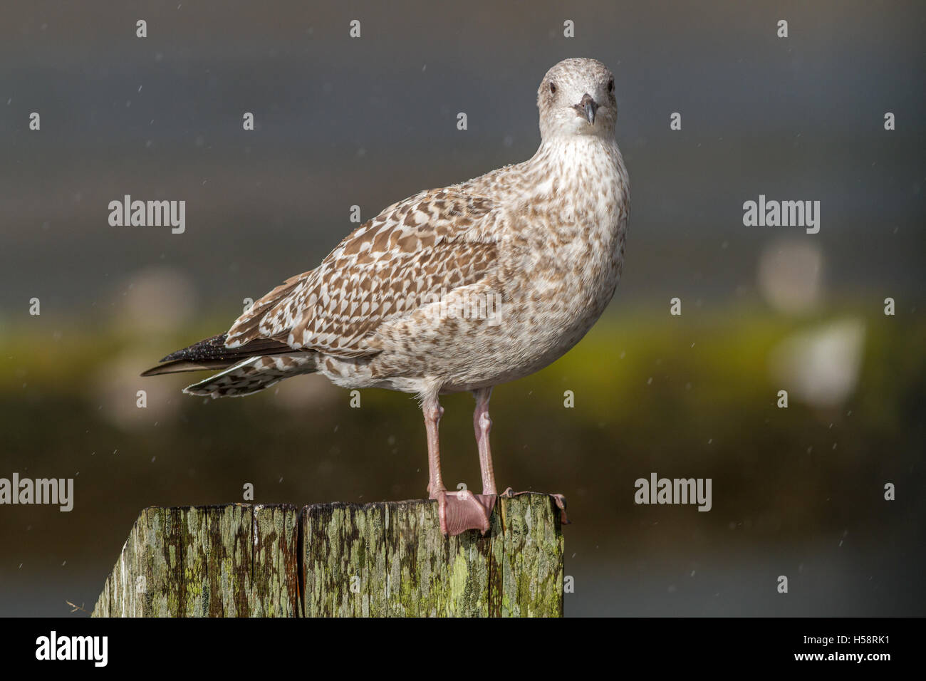 Ritratto di un giovane aringa gabbiano (Larus argentatus) a Bogside Appartamenti SSSI, Irvine, Scotland, Regno Unito Foto Stock