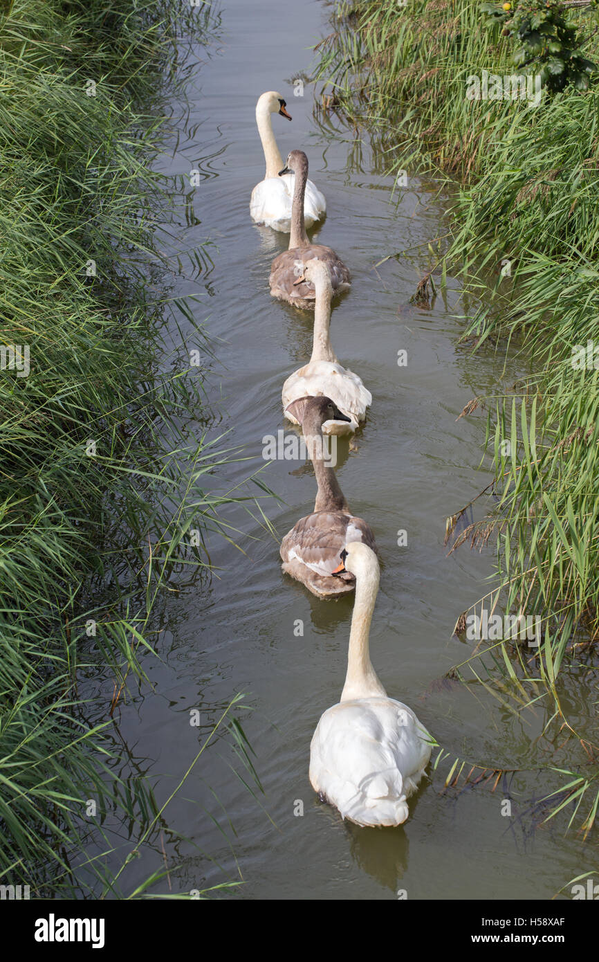 Cigno (Cygnus olor), la famiglia su un Norfolk drenaggio Broadland dyke covata superstite di tre ben cresciute cygnets tra genitori Foto Stock