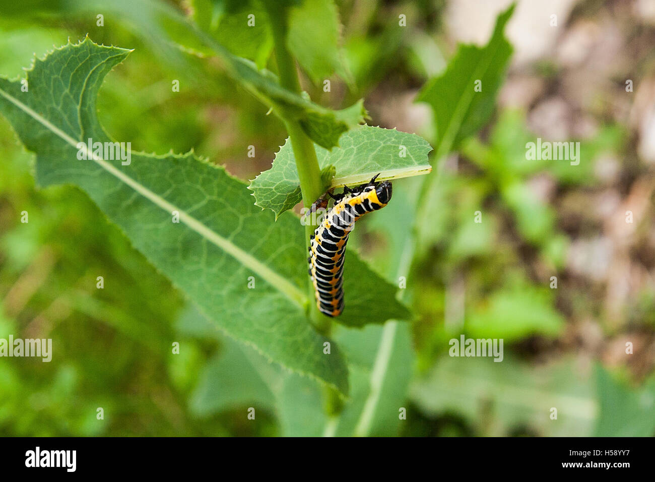 Bella caterpillar si muove su un ramo verde. Caterpillar del Vecchio Mondo a coda di rondine (Papilio machaon), una farfalla Foto Stock