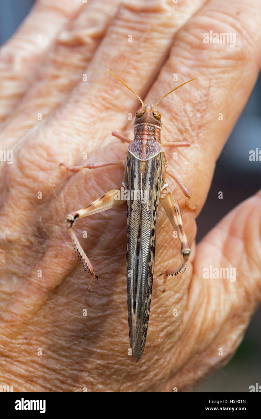 Desert Locust (Schistocerca gregaria). In appoggio sul dorso di una mano di un uomo, (il fotografo). Foto Stock