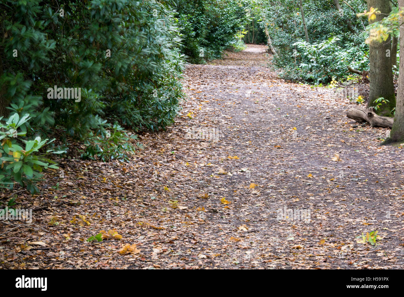 Brentwood REGNO UNITO area verde, Essex, 19 ottobre 2016 sentiero forestale Foto Stock