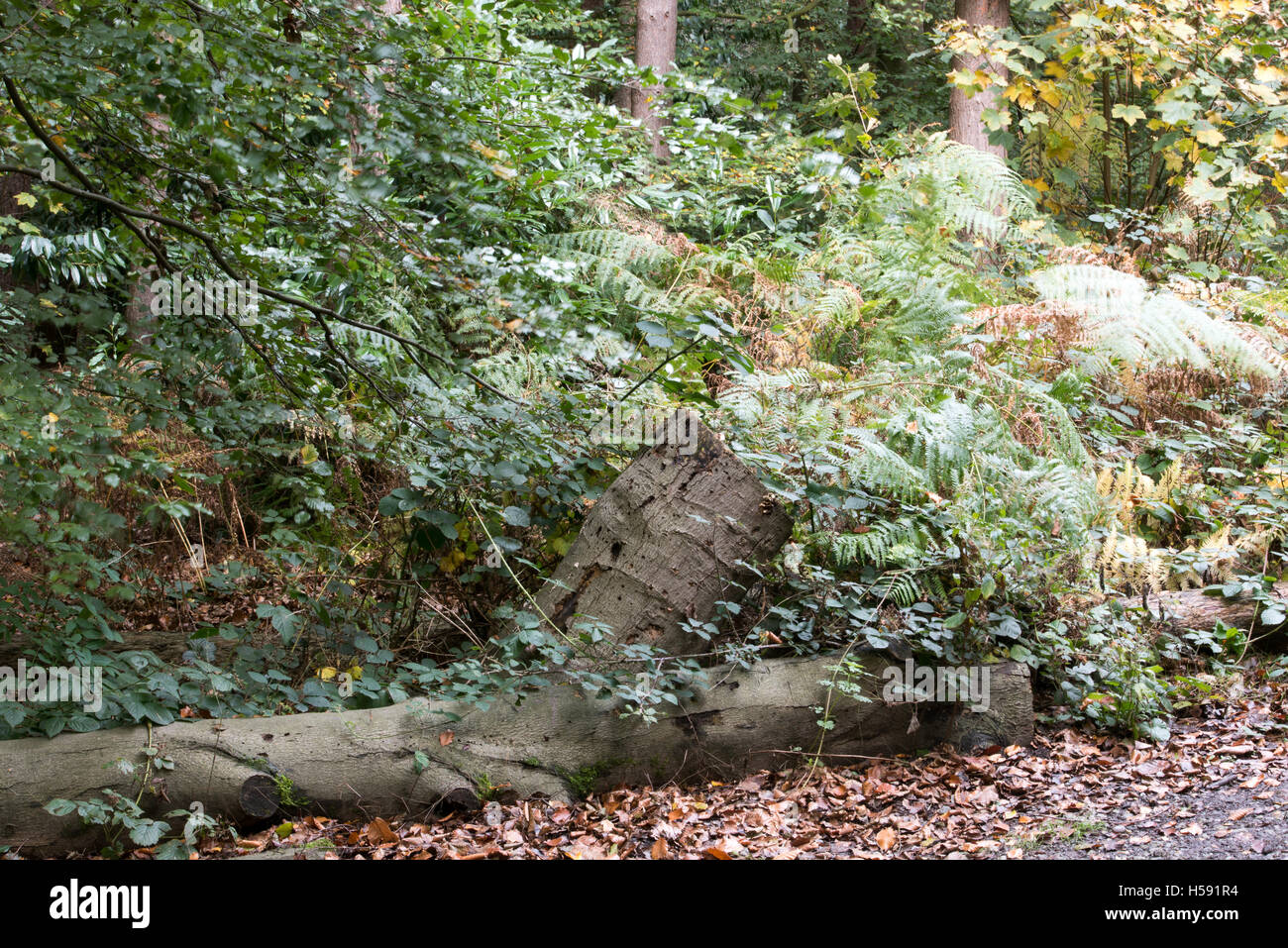 Brentwood, Regno Unito area verde Essex, 19 ottobre 2016 Albero caduto Foto Stock