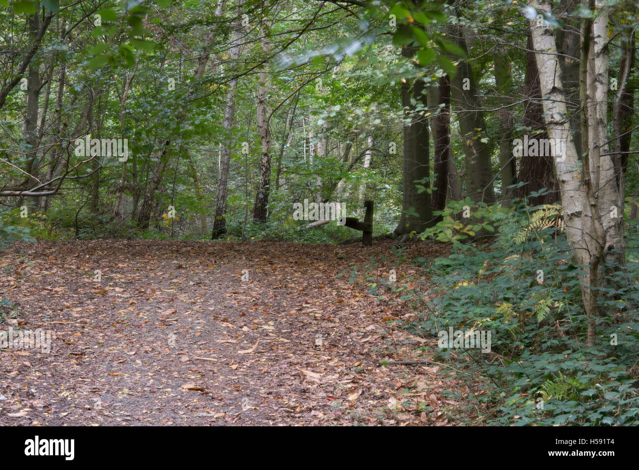 Brentwood,uK area verde Essex, 19 ottobre 2016 sentiero forestale Foto Stock