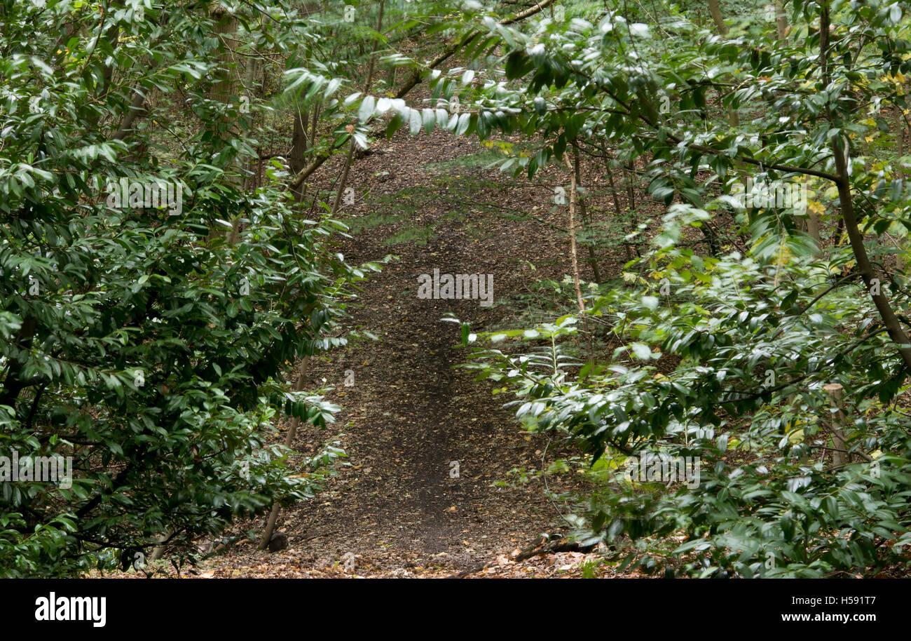 Brentwood,UK area verde Essex, 19 ottobre 2016 sentiero forestale Foto Stock