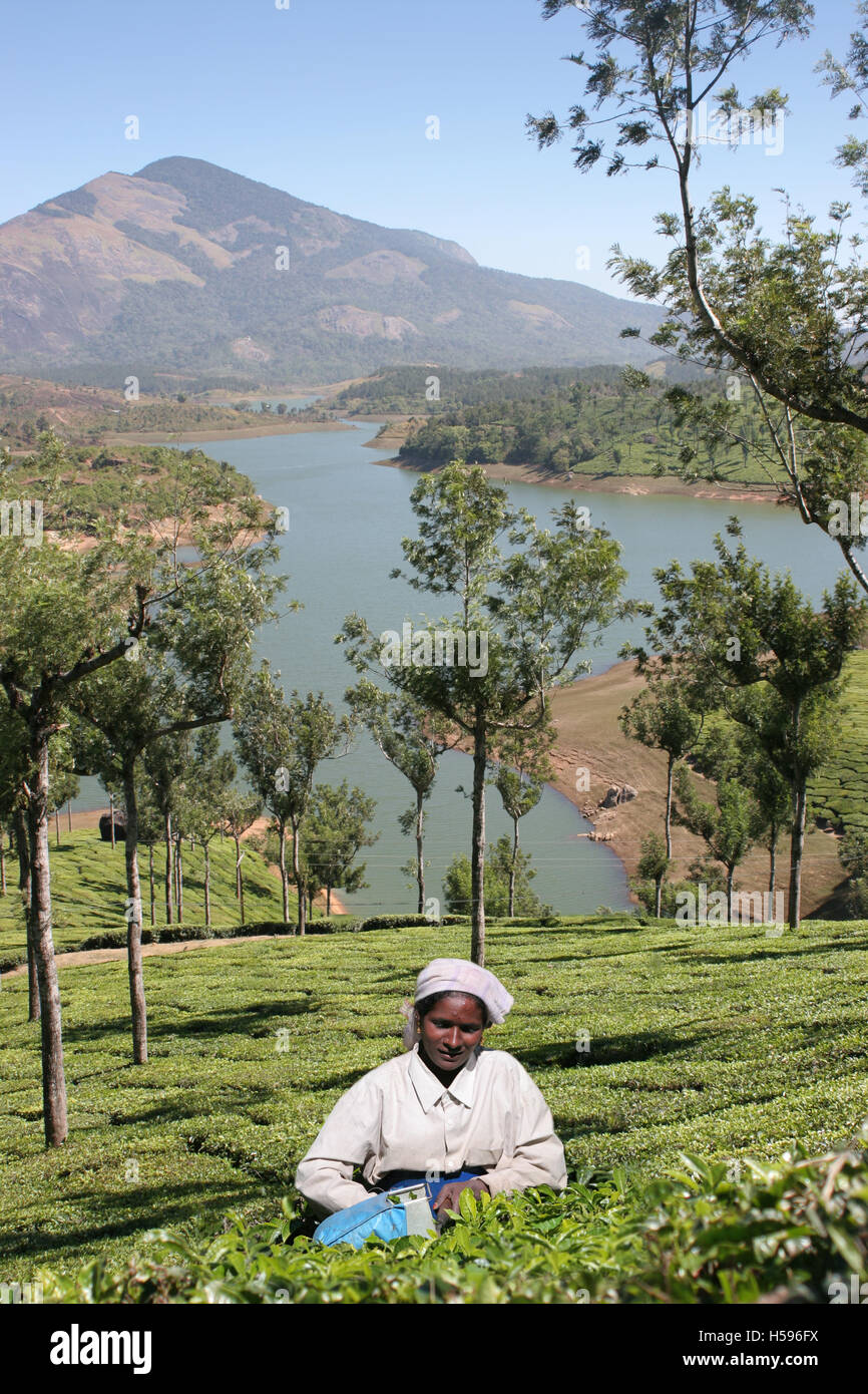 La piantagione di tè e lago nelle colline di cardamomo in Munnar distretto di Kerala, nell India meridionale. Un operaio raccoglie le foglie di tè. Foto Stock