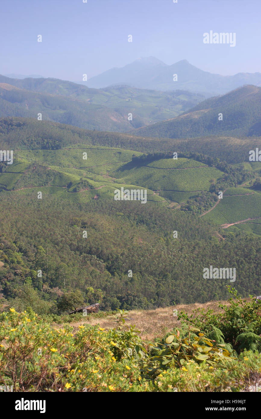 Il Cardamomo colline a Munnar distretto di Kerala, nell India meridionale. La foresta e le piantagioni di tè coprono le colline Foto Stock