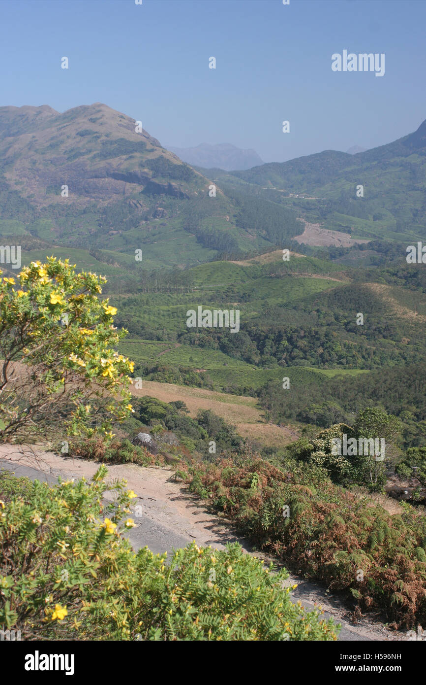 Il Cardamomo colline a Munnar distretto di Kerala, nell India meridionale. La foresta e le piantagioni di tè coprono le colline Foto Stock