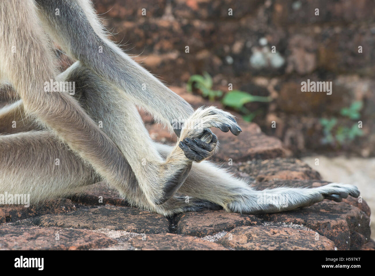 Grigio langur trattenendo il suo piede, Semnopithecus Priamo, Anuradhapura, Sri Lanka Foto Stock