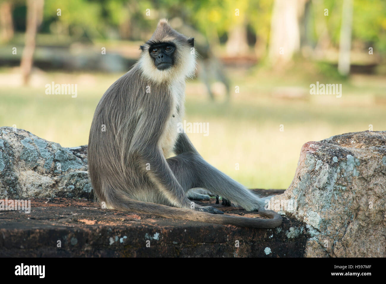 Langur grigio seduto su antiche rovine, Semnopithecus Priamo, Anuradhapura, Sri Lanka Foto Stock