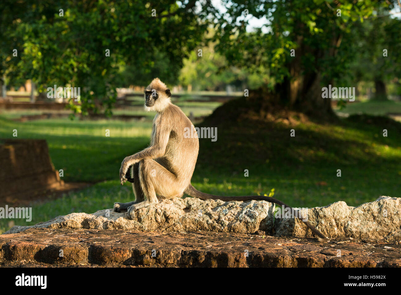 Langur grigio seduto su antiche rovine, Semnopithecus Priamo, Anuradhapura, Sri Lanka Foto Stock