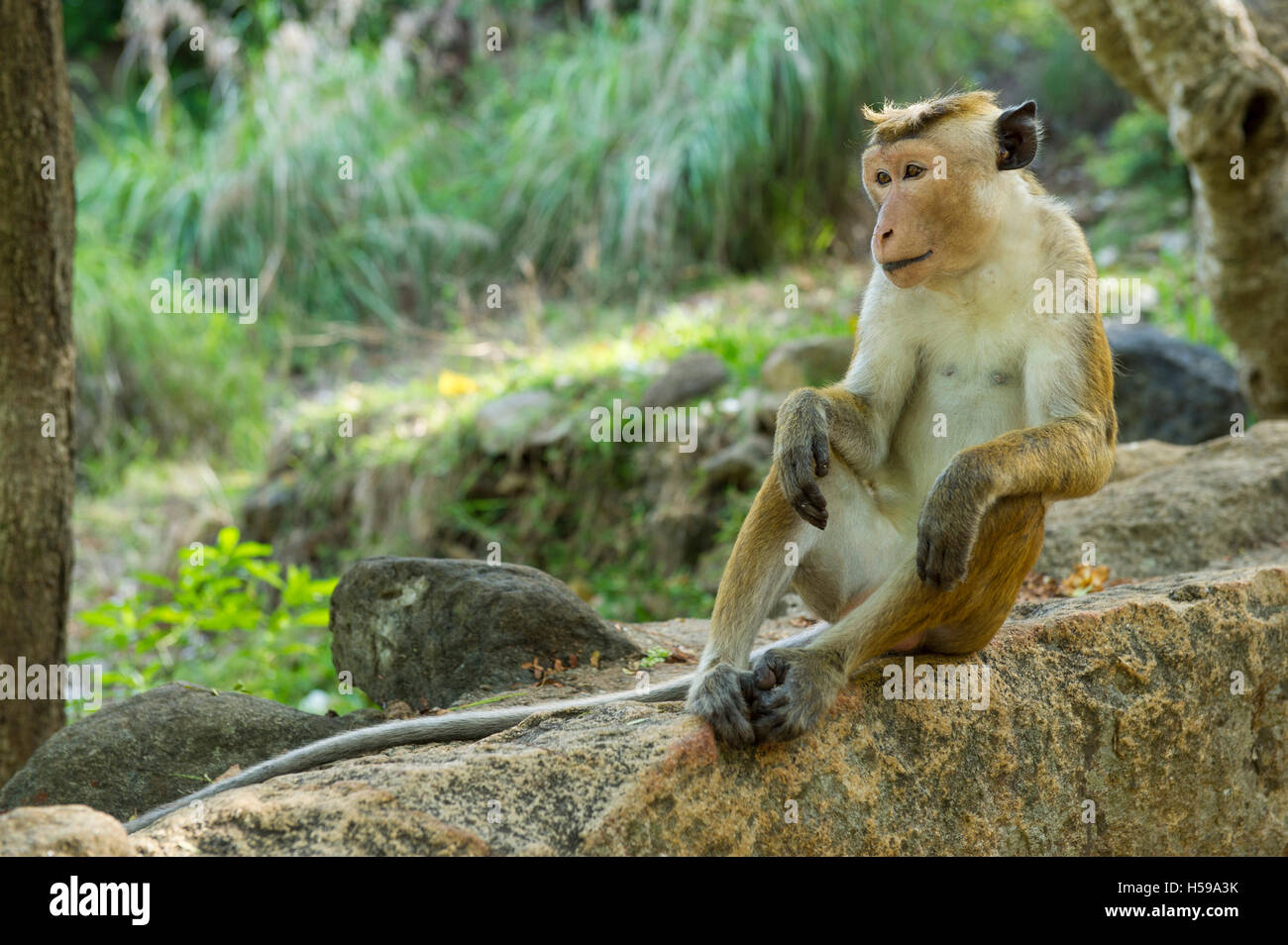 Toque macaque, Macaca sinica sinica, Mihintale, Sri Lanka Foto Stock