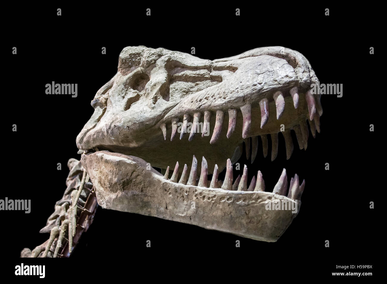 Tyrannosaurus Rex skull isolate su sfondo nero Foto Stock