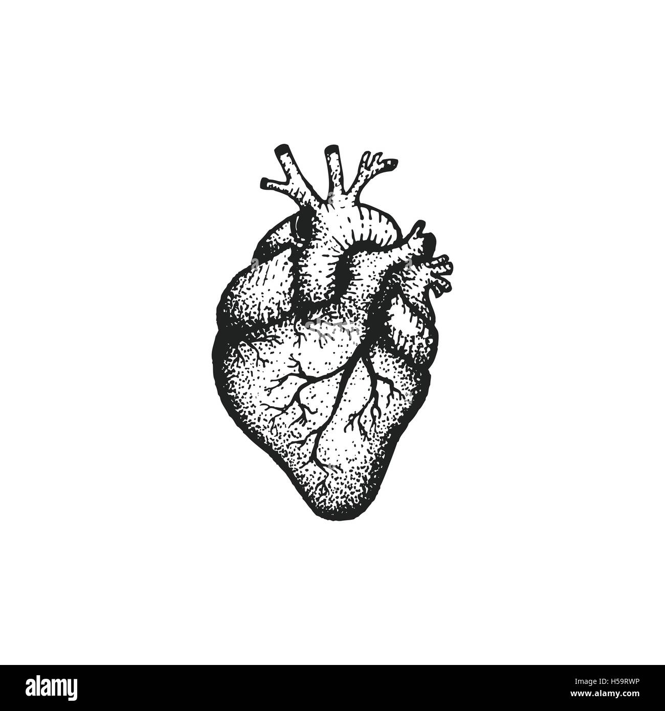 Vettore di lavoro nero tattoo dot arte disegnata a mano stile di incisione anatomico illustrazione del cuore isolato sfondo bianco Illustrazione Vettoriale
