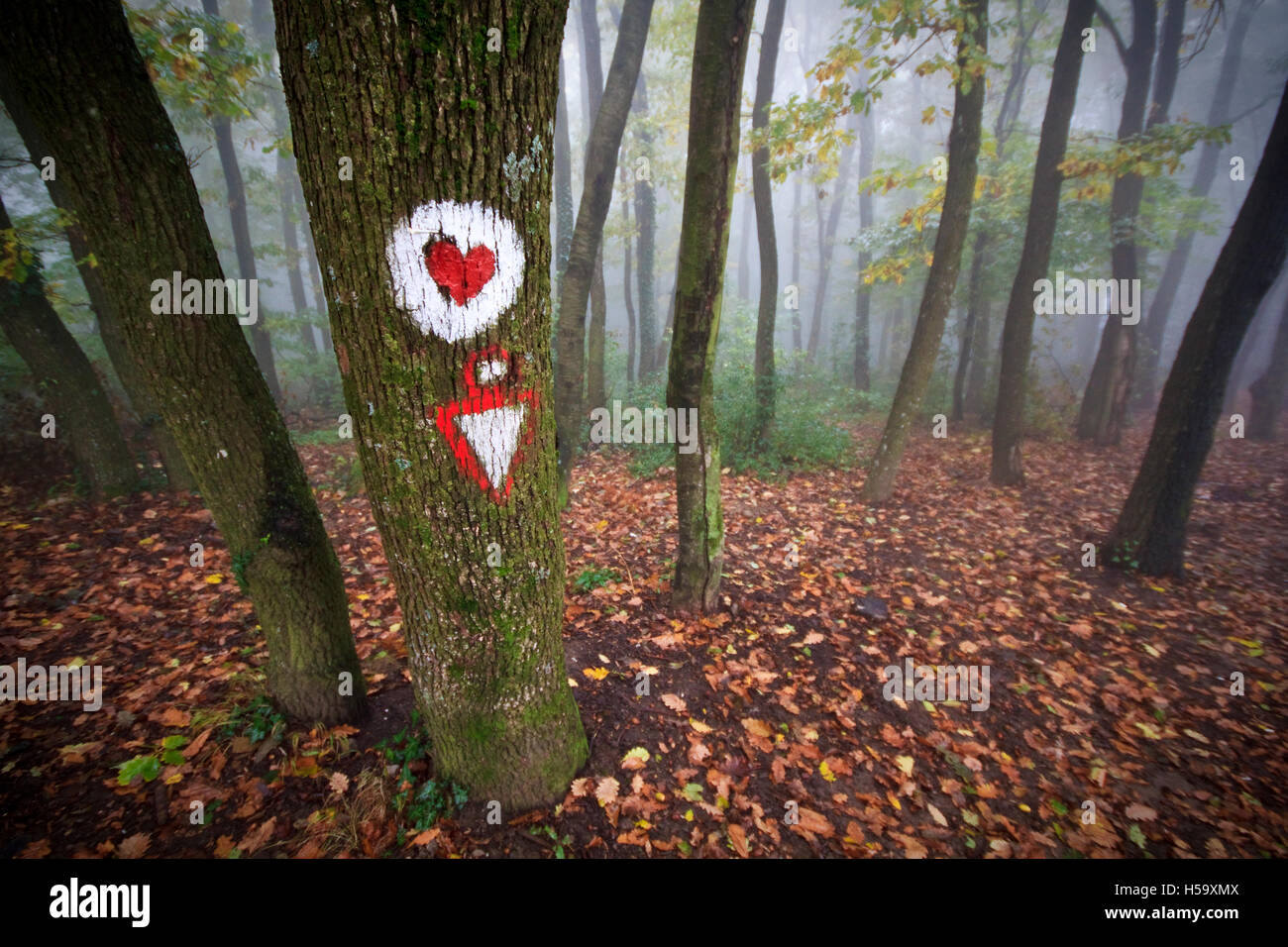 Iriski Venac, Fruska Gora Foto Stock