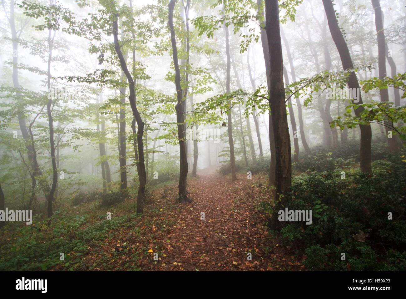 Iriski Venac, Fruska Gora Foto Stock