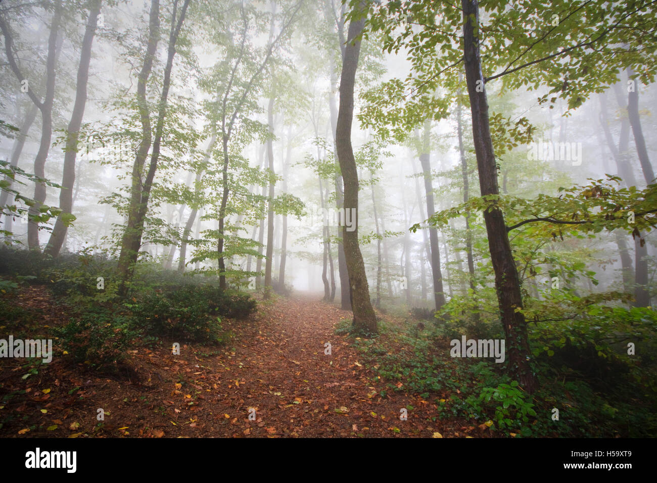 Iriski Venac, Fruska Gora Foto Stock