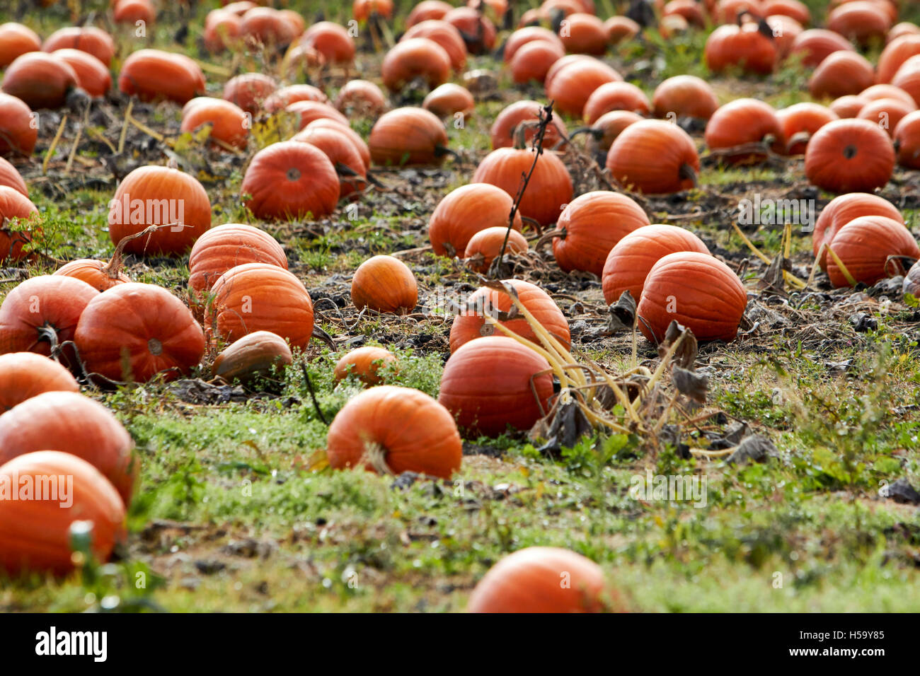 Le zucche crescono in un orto di zucche campo in shropshire Inghilterra pronta per Halloween Foto Stock